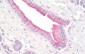 PFDN5 / MM1 Antibody